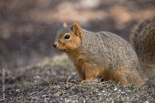 fox squirrel, close up, standing in dirt, by itself