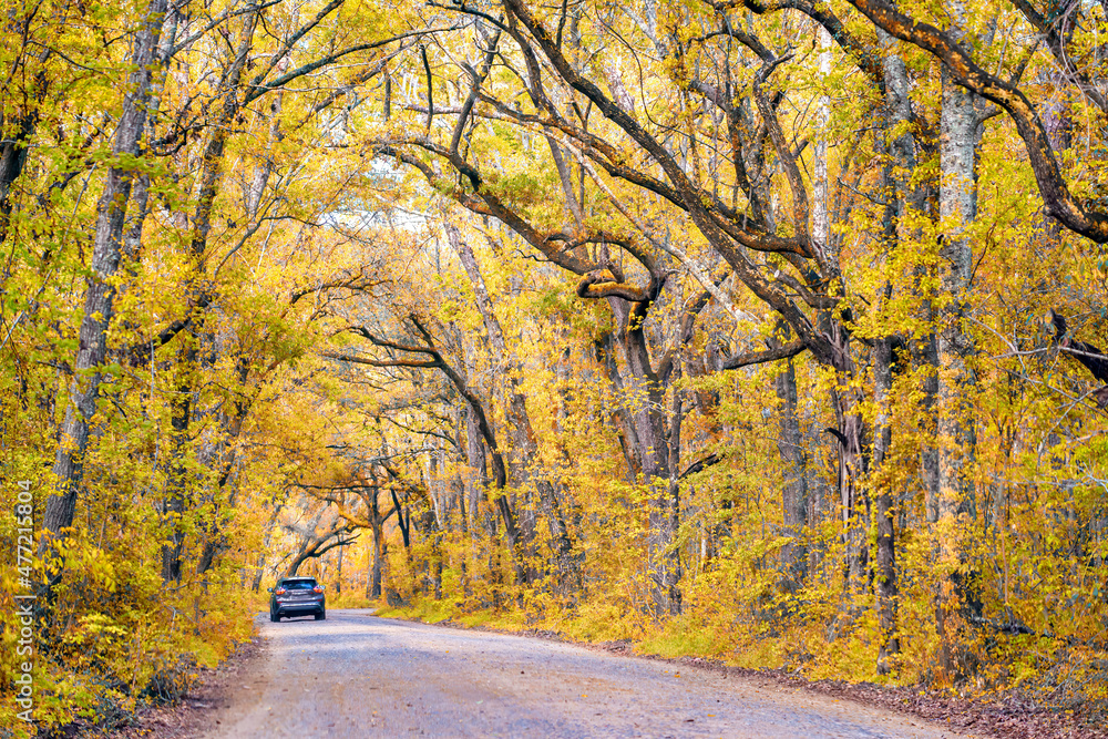 Long tree-lined road surrounded by trees in autumn season, a car in the background.