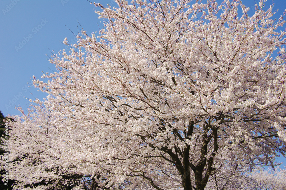 桜