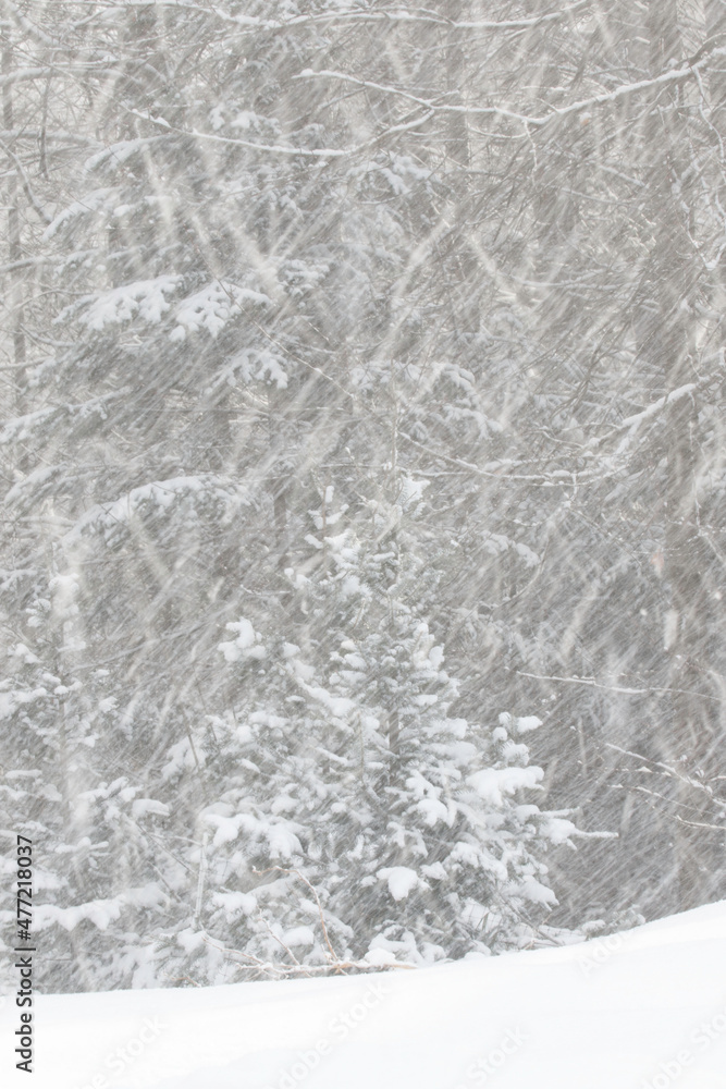 young balsam fir with heavy falling snow young balsam fir with heavy falling snow