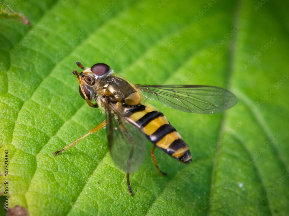 Hoverfly sitting on a green leaf, with its face up, showing it's mouth Hoverfly sitting on a green leaf, with its face up, showing it's mouth