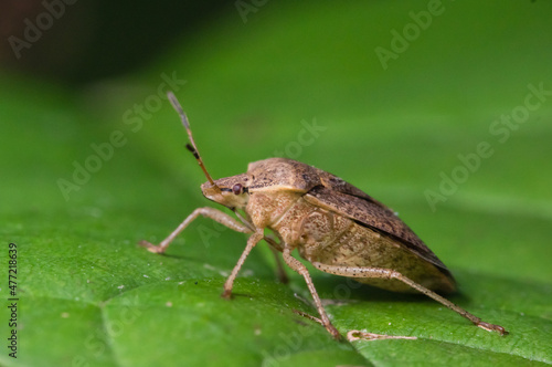 stink bug crawling on a green plant, close up photo