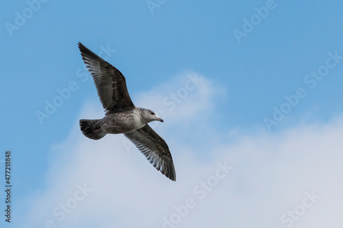 seagull in flight with blue sky in the background