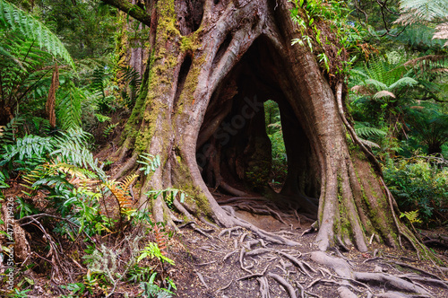 Fotografia A hollow trunk along the Maits Rest Rainforest walk in the heart of the beautifu
