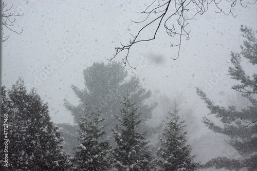 Winter forest with falling snow. Snow-covered pine trees during snow storm 