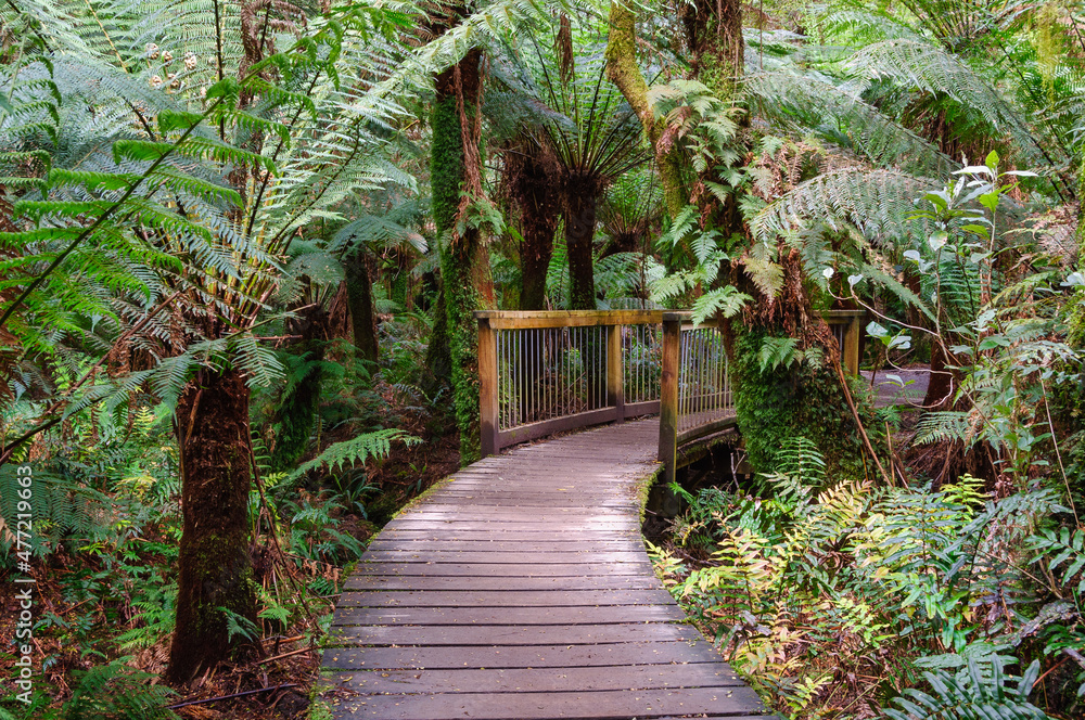 Maits Rest Rainforest walk in the heart of the beautiful Otway Ranges along the Great Ocean Road - Apollo Bay, Victoria, Australia Maits Rest Rainforest walk in the heart of the beautiful Otway Ranges along the Great Ocean Road - Apollo Bay, Victoria, Australia