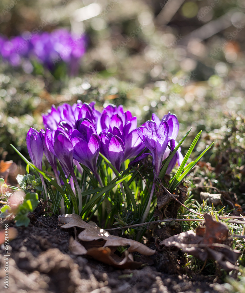 Spring background with beautiful violet crocuses in the garden. Cinema toned photo. Spring background with beautiful violet crocuses in the garden. Cinema toned photo.