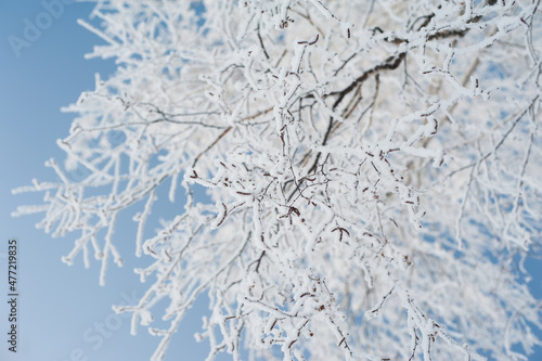 Snow covered tree branch against defocused background. Selective focus and shallow depth of field