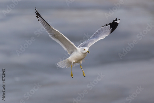 a seagull in flight with its wings spread, in the air