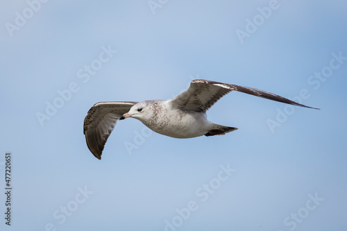 a seagull in flight with its wings spread  in the air