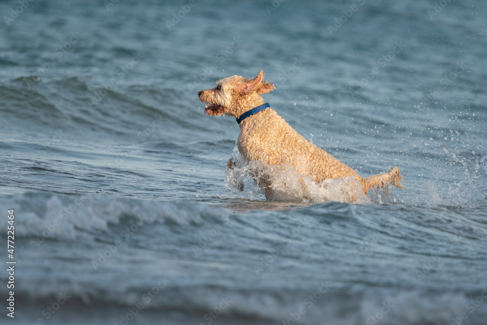 Dog jumping into the water on beach Dog jumping into the water on beach