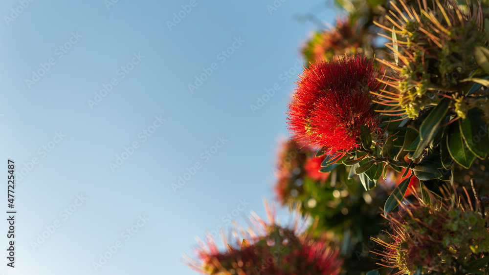 New Zealand Christmas Tree Pohutukawa in full bloom against a blue sky