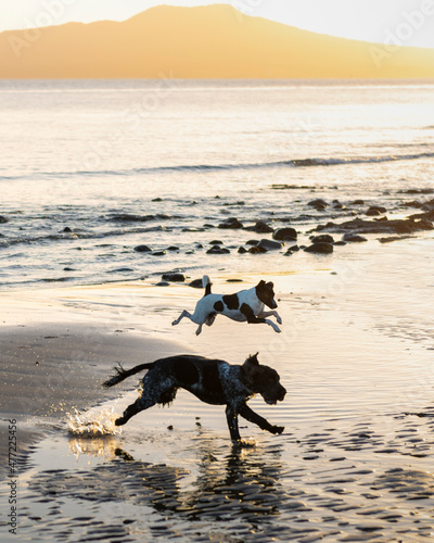Two dogs playing on the beach at sunrise, with Rangitoto Island in the background. Vertical format.