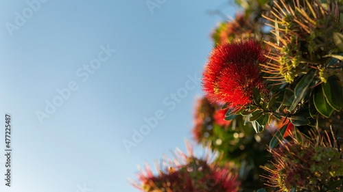 Obraz na płótnie New Zealand Christmas Tree Pohutukawa in full bloom against a blue sky w salonie