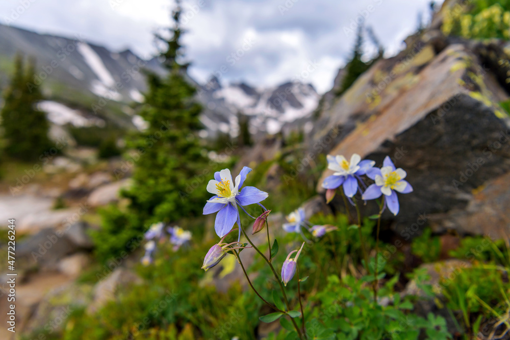 Fototapeta premium Colorado Blue Columbine - A bunch of wild Colorado Blue Columbine blooming at side of Isabelle Glacier Trail in Indian Peaks Wilderness, Colorado, USA.