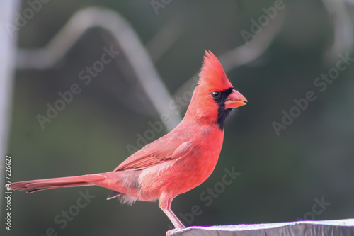 Red Male Cardinal At a Bird Feeder © Christy Rowe