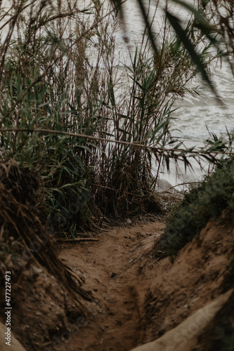 river in the forest