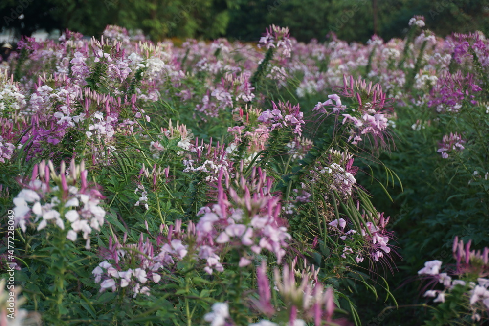 Spider flower(Cleome Spinosa) in the garden. Blooming wildflowers in the meadow.