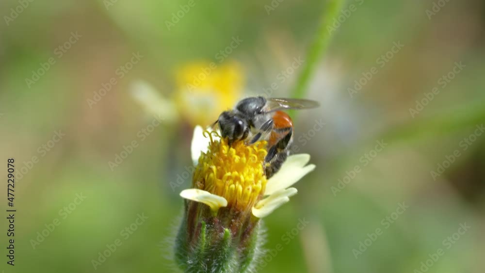 Little Bee collecting pollen at yellow flower. Bee flying over the yellow flower in blur background Little Bee collecting pollen at yellow flower. Bee flying over the yellow flower in blur background