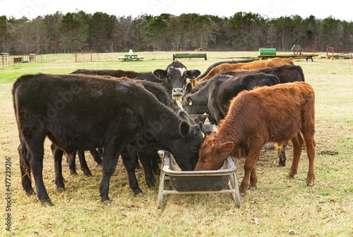 Cows eating grain from a trough in a field during autumn 