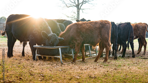 Foto Cows eating grain from a trough in a field during autumn