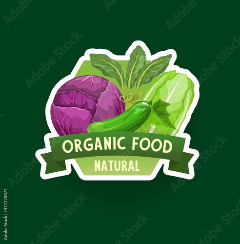 Organic farm vegetable vector label or icon, fresh garden food. Red cabbage, cucumber, chinese or napa cabbage and kohlrabi veggies with green leaves and ribbon banner, grocery store price tag