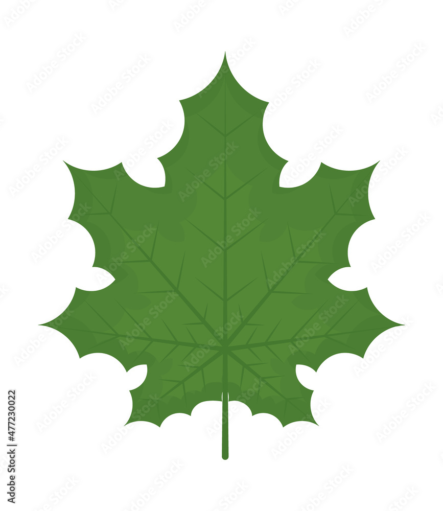 green leaf illustration green leaf illustration