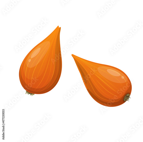 Raw isolated shallot onion vegetable bulbs. Vegetable farm fresh harvest, organic food market ripe product or culinary seasoning. Cartoon vector whole shallot onion with orange peel