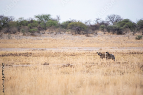 Two spotted hyenas in Etosha national park savannah landscape, Namibia