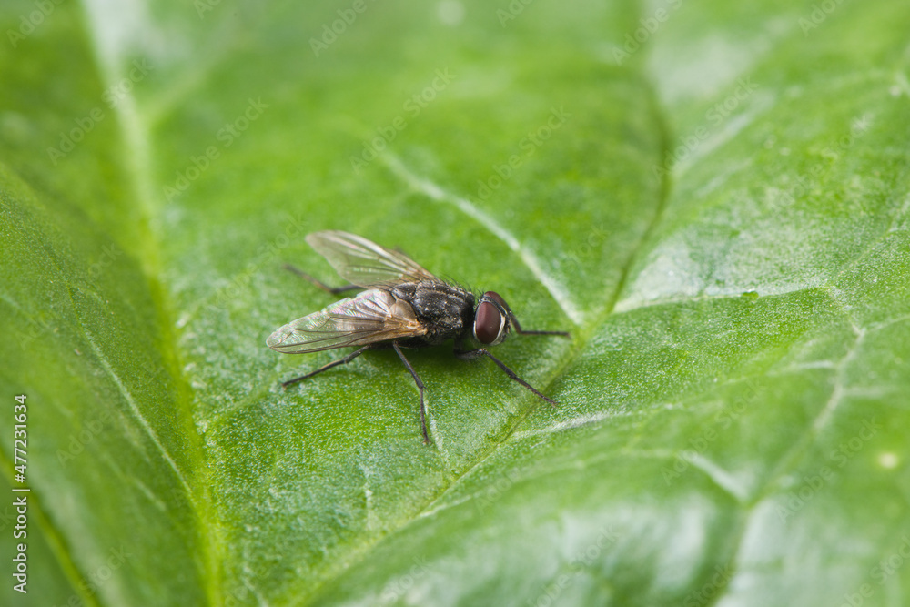 One fly on dried leaf background. One fly on dried leaf background.