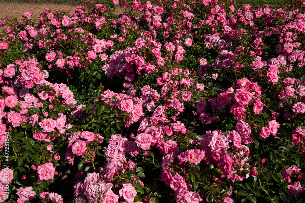 Pink roses blooming in the park. View of Rosa Palmengarten Frankfurt flowers blossoming in the garden. Beautiful natural texture and pattern.