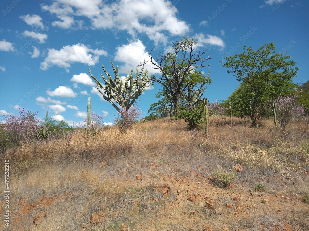 Beautiful landscape with mountains,
hills,plateaus and valleys in the background Beautiful landscape with mountains,
hills,plateaus and valleys in the background