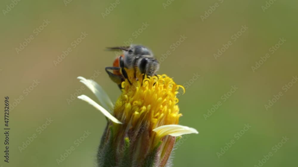 Little Bee collecting pollen at yellow flower. Bee flying over the yellow flower in blur background Little Bee collecting pollen at yellow flower. Bee flying over the yellow flower in blur background