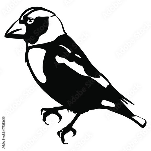 Grosbeak or Hawfinch bird. (Coccothraustes coccothraustes). Black and white silhouette. Isolated vector illustration. Jackdaw or daw.