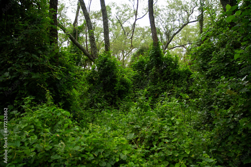 Panorama view of an enchanting green forest foliage and leafage with a beautiful sunlight, Pre Delta National Park Panorama view of an enchanting green forest foliage and leafage with a beautiful sunlight, Pre Delta National Park