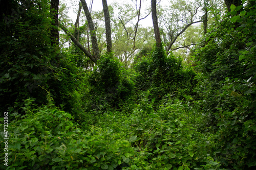 Wallpaper Mural Panorama view of an enchanting green forest foliage and leafage with a beautiful sunlight, Pre Delta National Park Torontodigital.ca