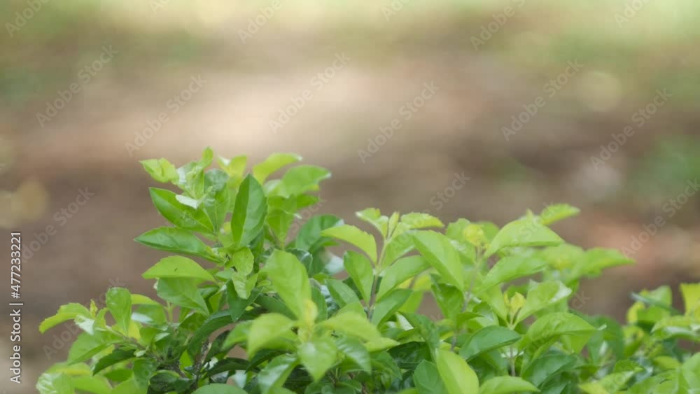 green leaves swaying in the wind green leaves swaying in the wind