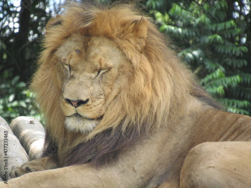 Fototapeta Naklejka Na Ścianę i Meble -  lion