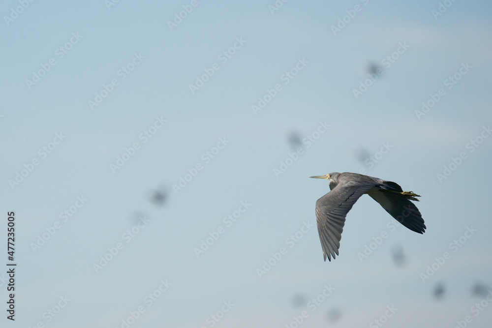 Obraz premium tri-colored heron in flight