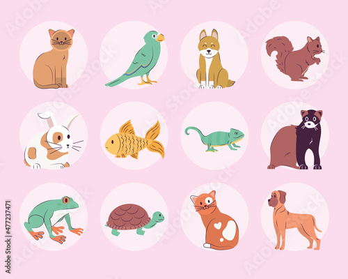 twelve cute pets
