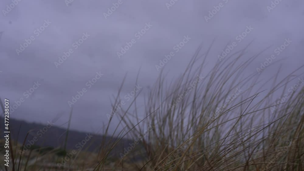 Grass and plants blowing in the wind Grass and plants blowing in the wind