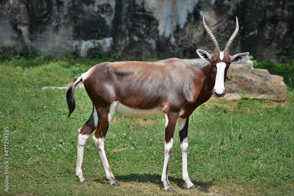 Addax Antelope Standing in the Shade
Addax Antelope Standing in the Shade