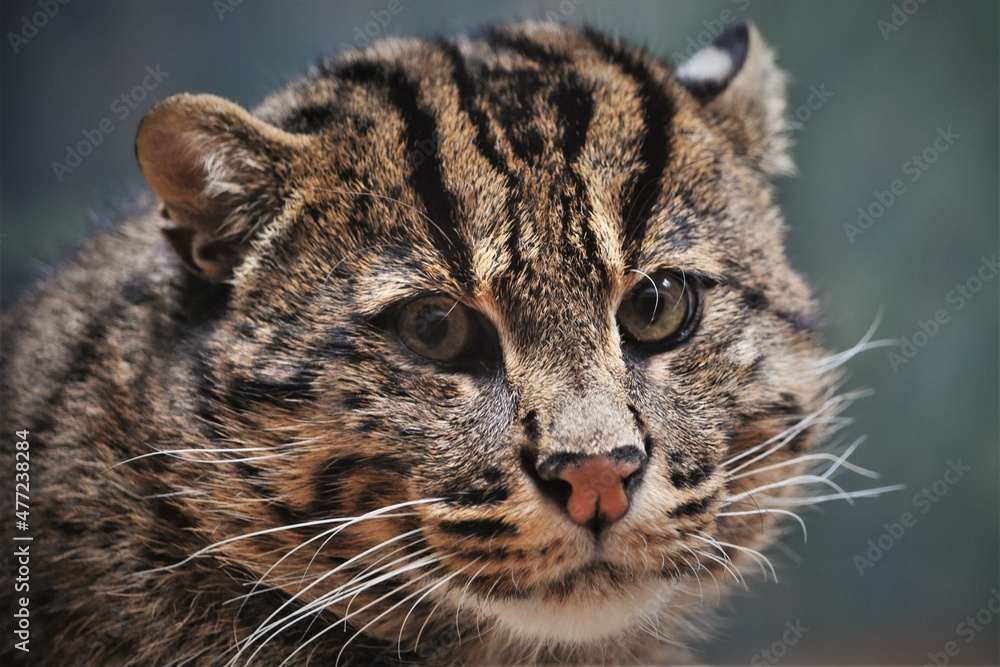 Obraz premium Fishing Cat Face Close UP 