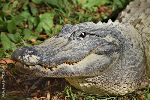 American Alligator Close Up, Basking in the Sun 