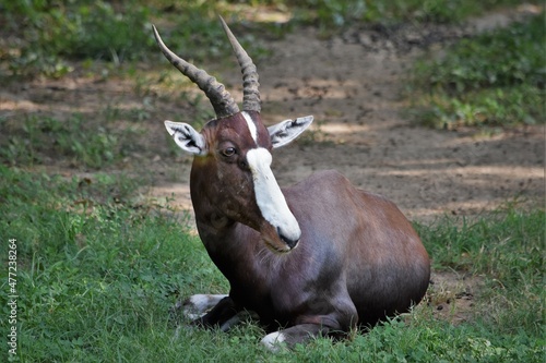 Fototapeta Naklejka Na Ścianę i Meble -  Bontebok Antelope Lying in the Shade
