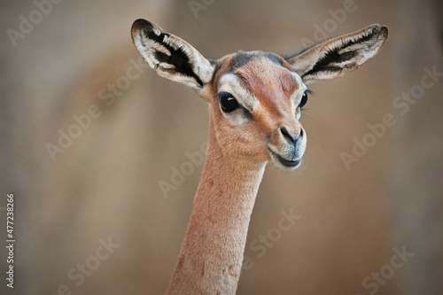 Young Southern Gerenuk Antelope Face Close Up
 photo