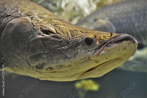 Arapaima Fish Face Close Up
