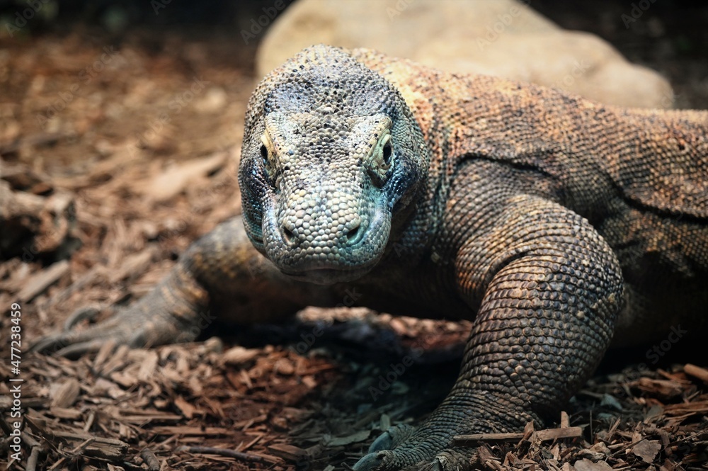 Komodo Dragon - Posed, Looking Ahead
Komodo Dragon - Posed, Looking Ahead