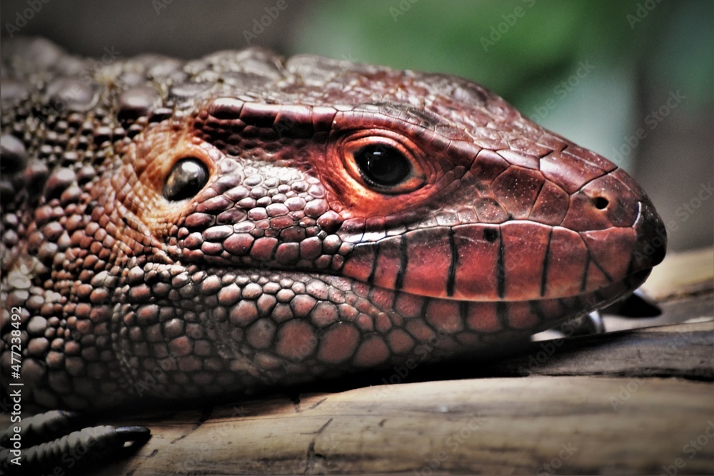 Red Caiman Lizard Face Close Up
Red Caiman Lizard Face Close Up