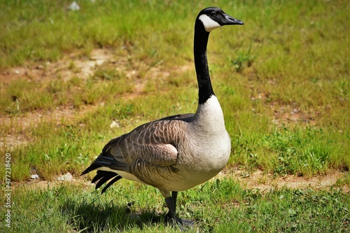 Canadian Goose Proudly Standing Watch
 photo